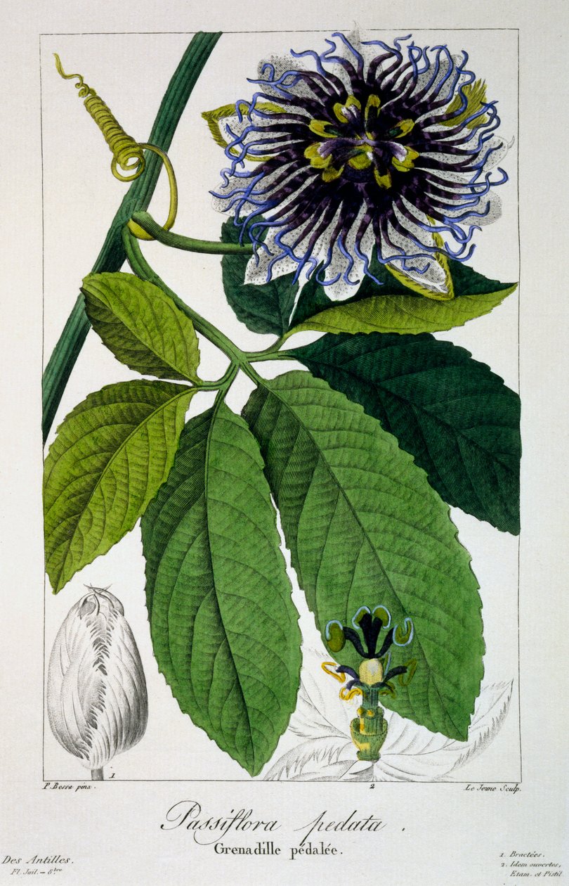 Passiflora pedata，或Passsion Flower，1836（手工雕刻） 作者 Pancrace贝萨