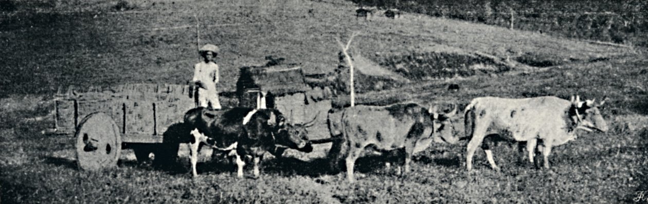 牛车"，1895年 作者 保罗·萨克