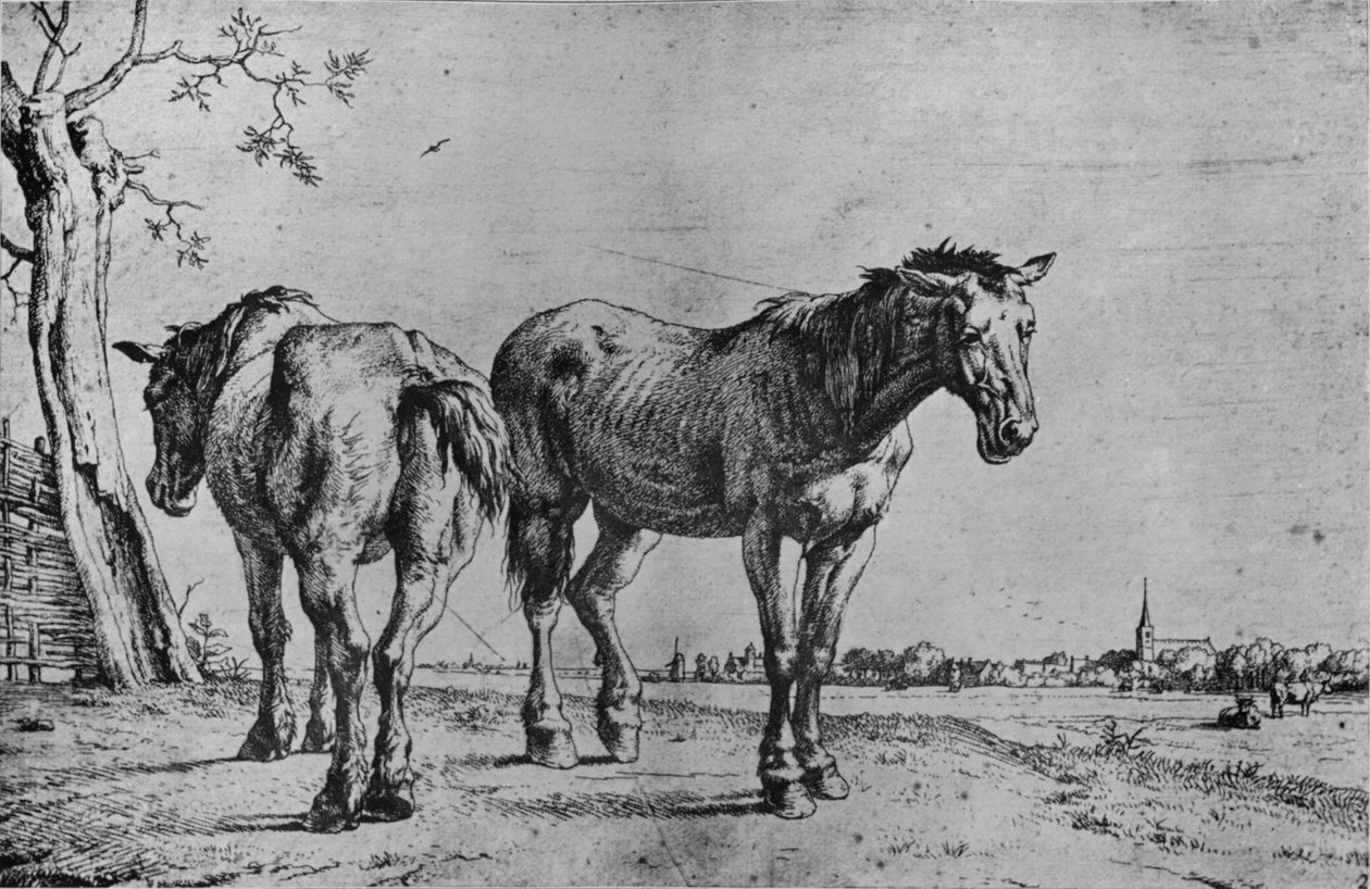 两匹犁马，1652年 作者 保罗·波特