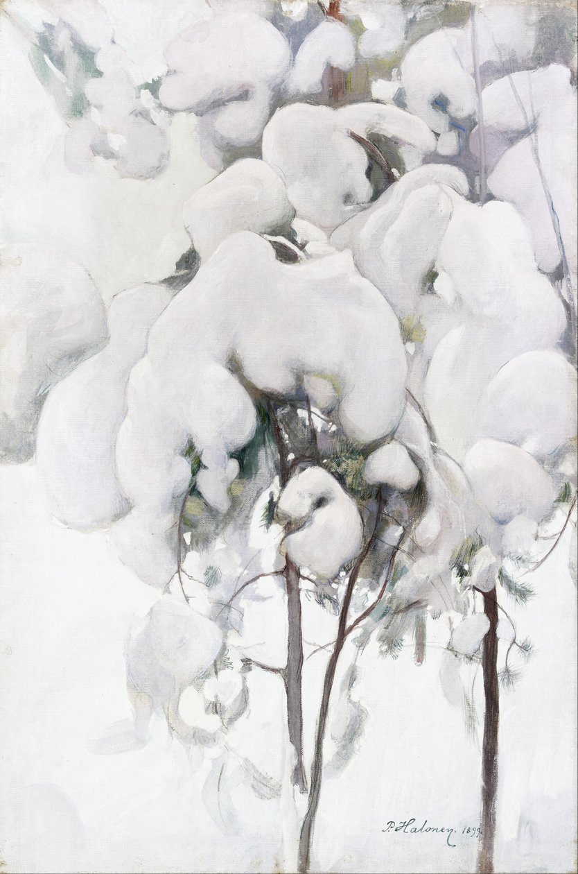 雪覆盖的松树树苗 作者 佩卡哈龙