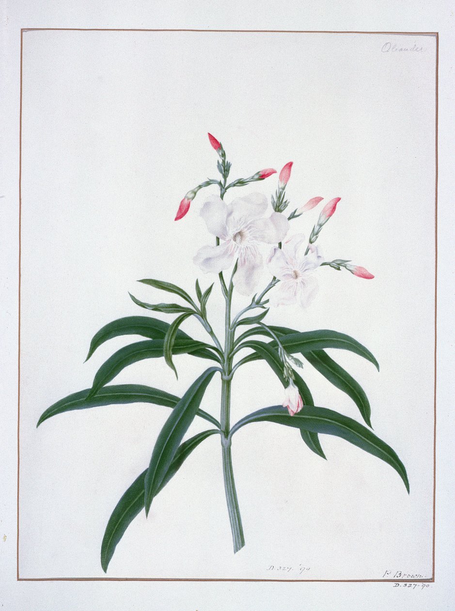 花卉研究，18世纪（水彩画） 作者 彼得·布朗