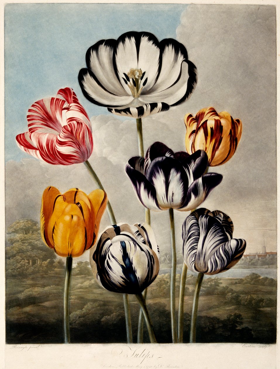 郁金香》，1798年。 作者 菲利普·雷纳格