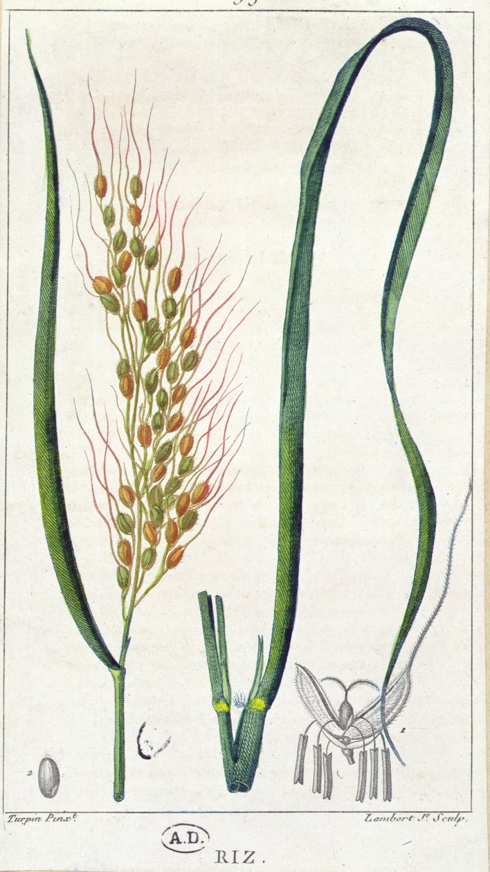 米，c.1820（彩色雕刻） 作者 皮埃尔·让·弗朗索瓦·特平