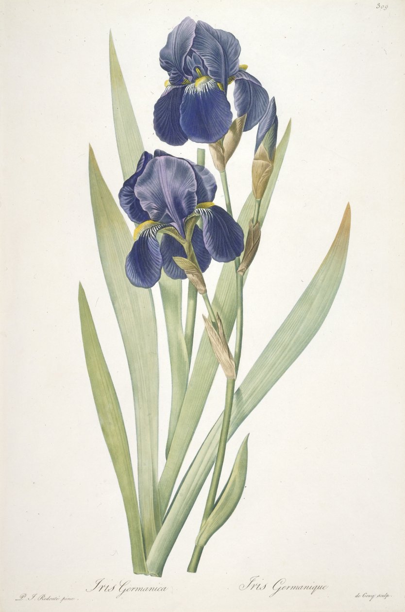 Iris germanica（胡子鸢尾），1812年 作者 皮埃尔·约瑟夫·雷杜特