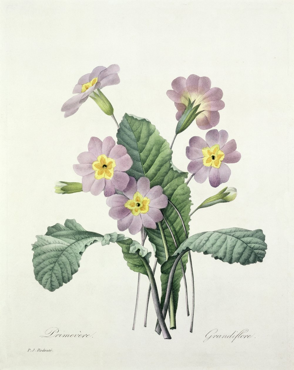 报春花（Primrose），由Bessin雕刻，来自&39;最美丽的花朵选择&39;，1827年 作者 皮埃尔·约瑟夫·雷杜特