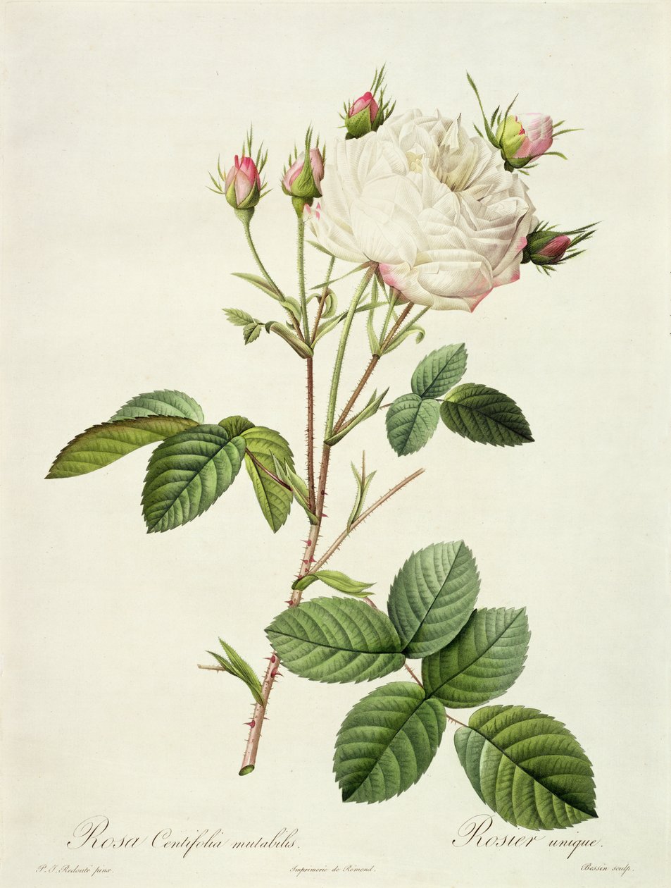 Rosa Centifolia Mutabilis，由Bessin雕刻，由Remond出版 作者 皮埃尔·约瑟夫·雷杜特