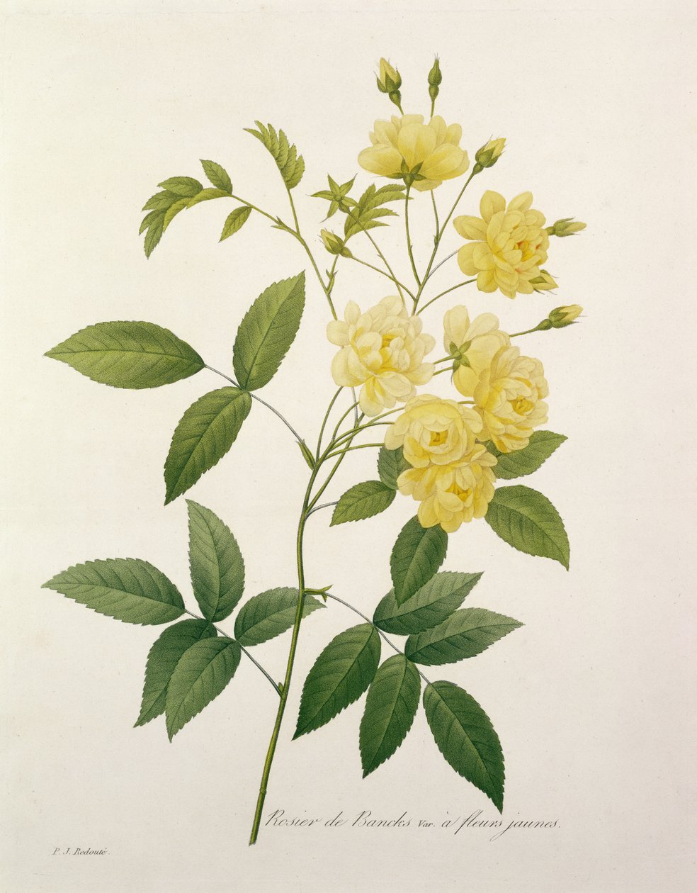 罗莎银行（银行的玫瑰）来自1827年的“最美花的选择” 作者 皮埃尔·约瑟夫·雷杜特