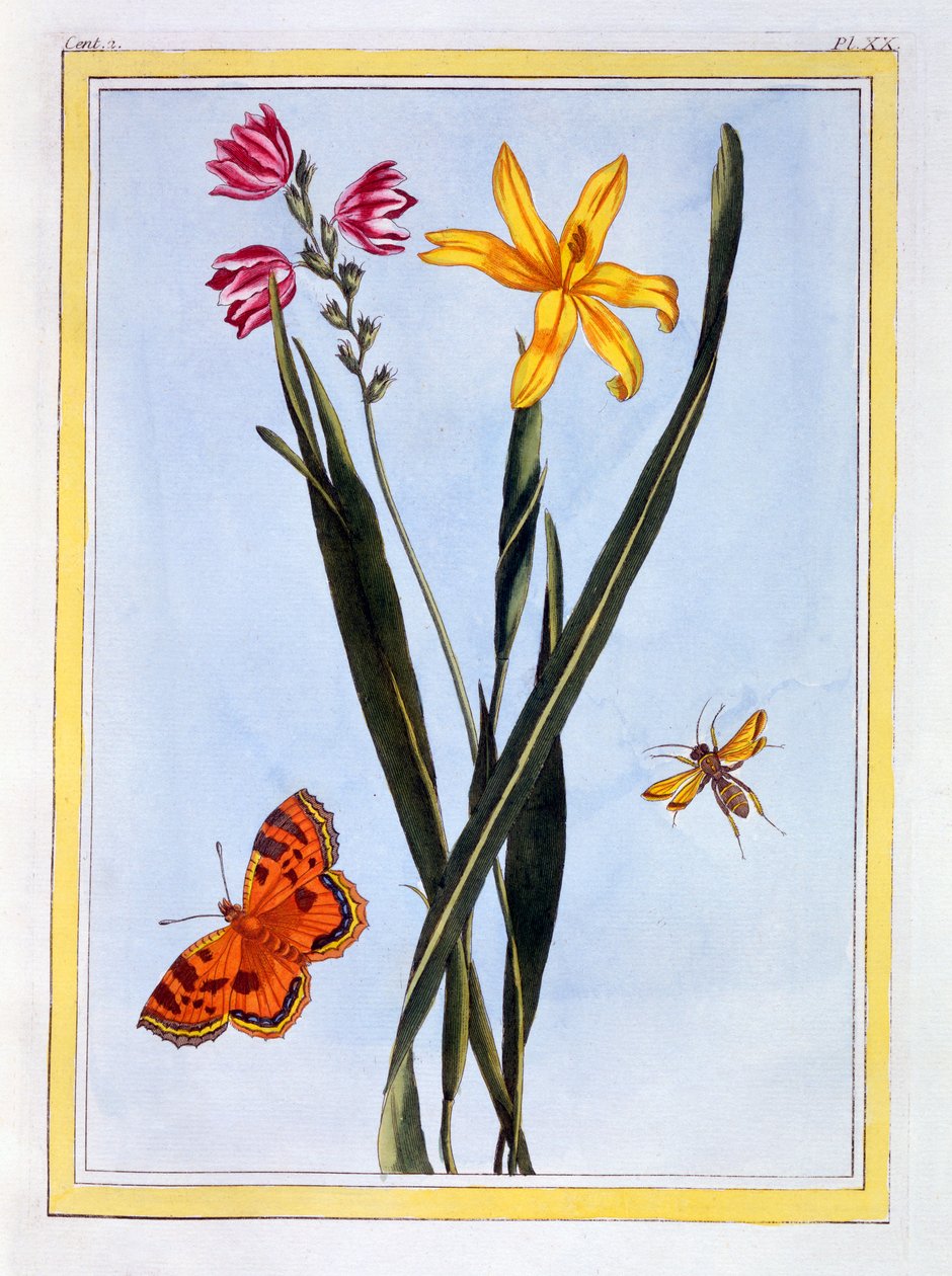南美洲Ixia，c.1766（手工彩色雕刻） 作者 皮埃尔·约瑟夫·布霍兹