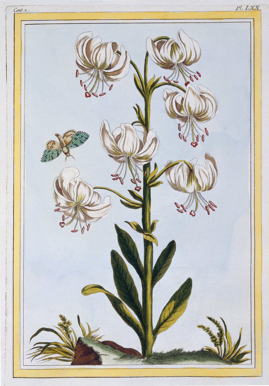 Turkscap Lily prob L. Martagan，Var：Album，c.1776（手工雕刻） 作者 皮埃尔·约瑟夫·布霍兹