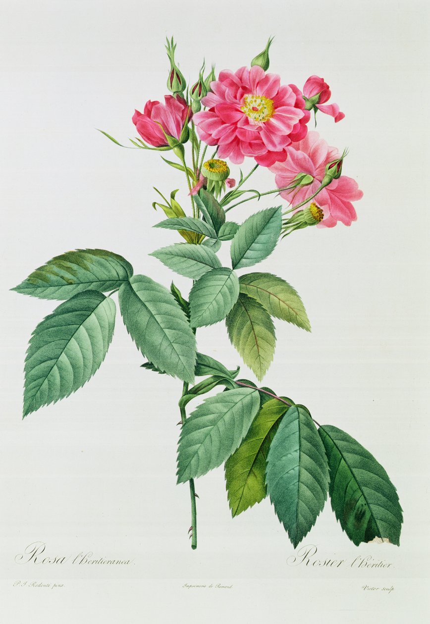 Rosa L&39;Heritieranea 作者 皮埃尔·约瑟夫·雷杜特
