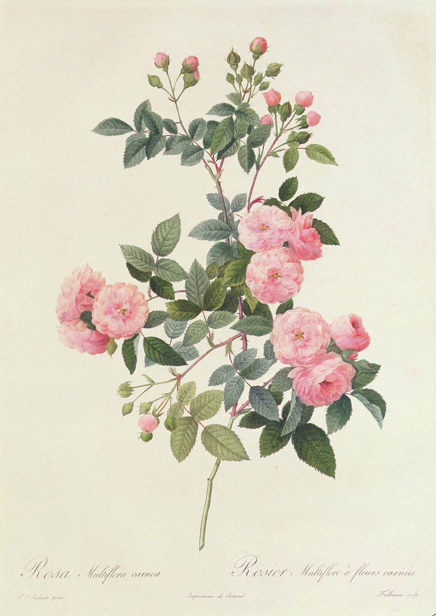 Rosa Multiflora Carnea 作者 皮埃尔·约瑟夫·雷杜特