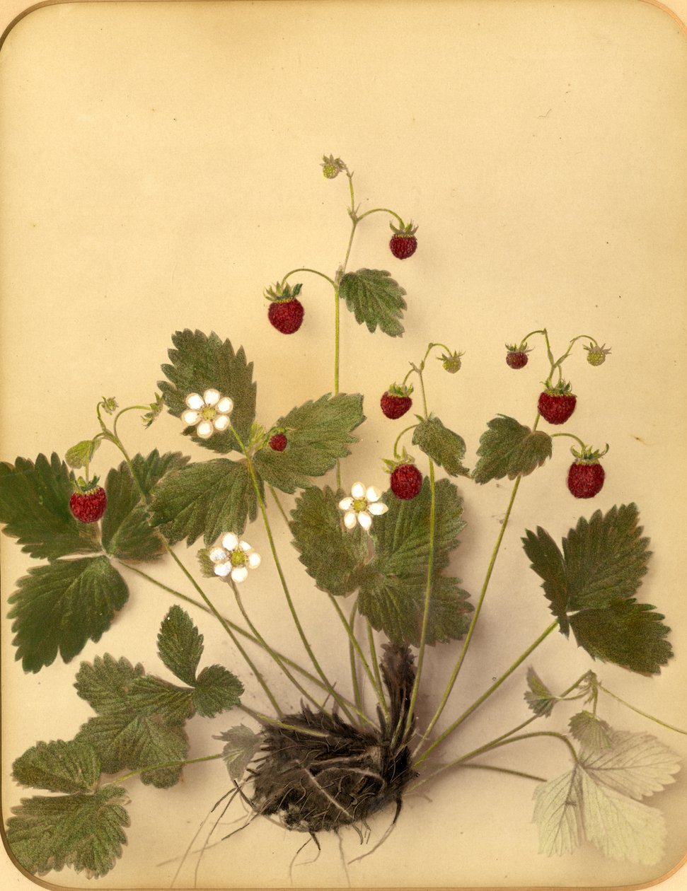 野草莓花，1970年代（蛋白打印） 作者 彼得·吉迪（Pietro Guidi）