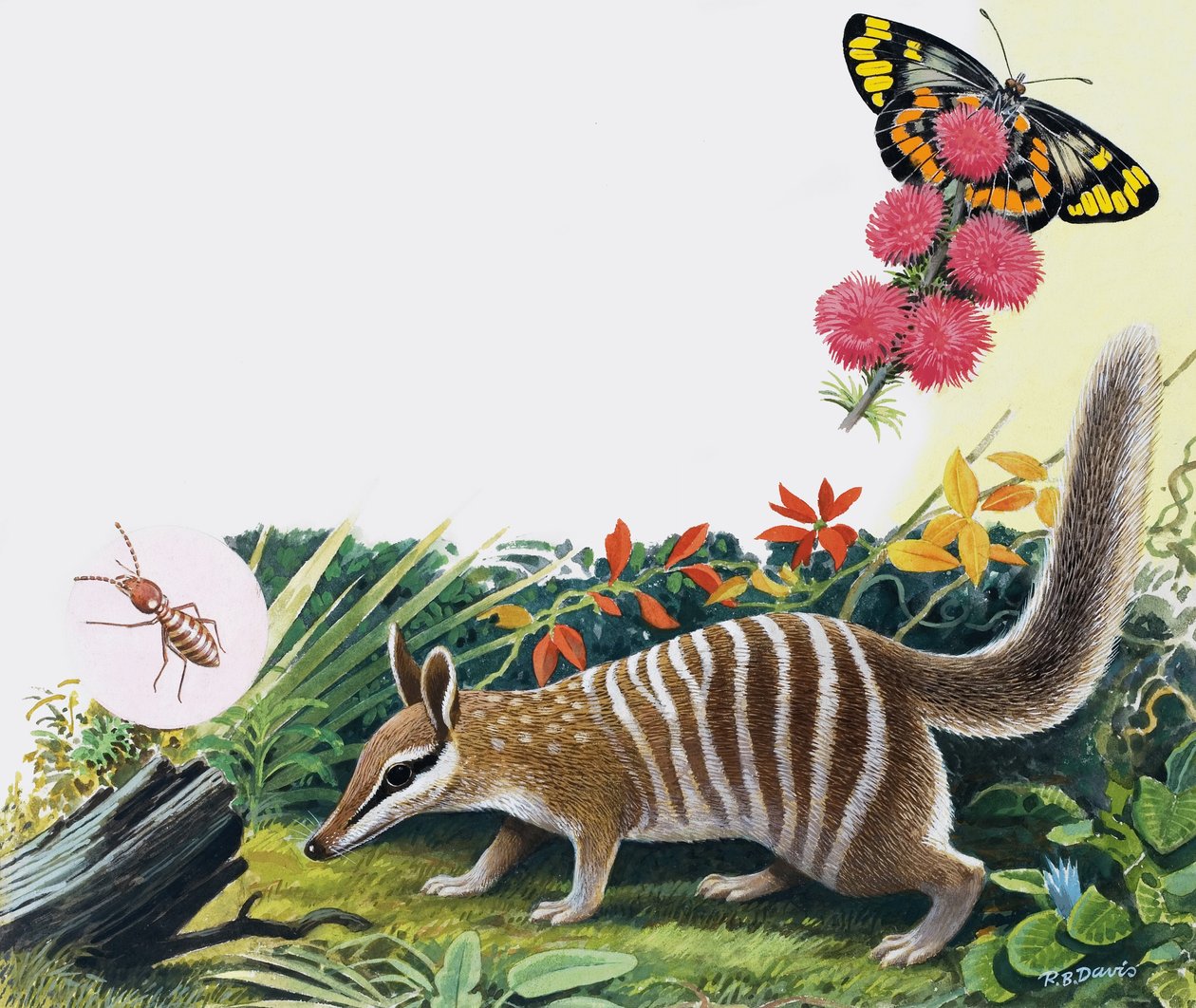 Numbat 作者 RB戴维斯