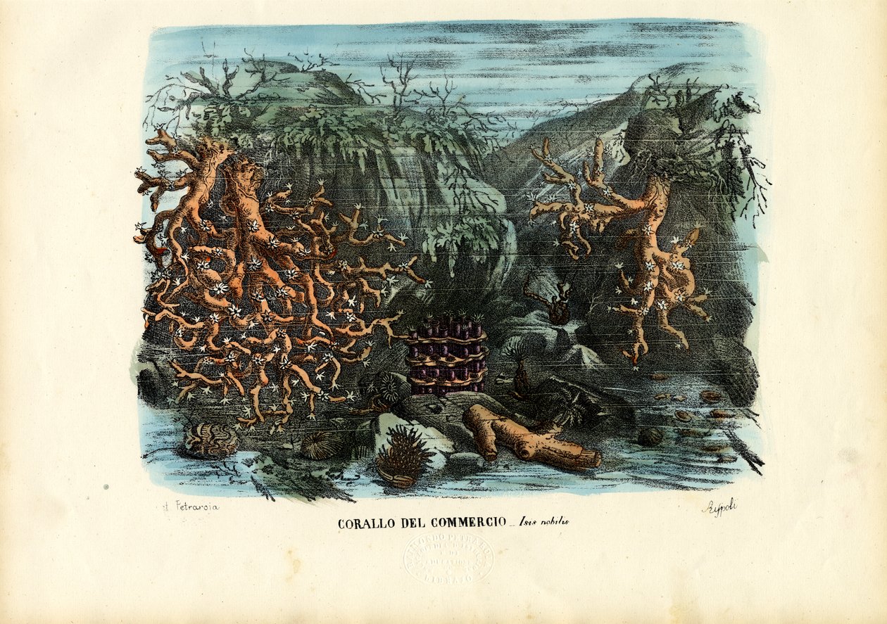 珊瑚，1863-79 作者 雷蒙多·彼得罗亚