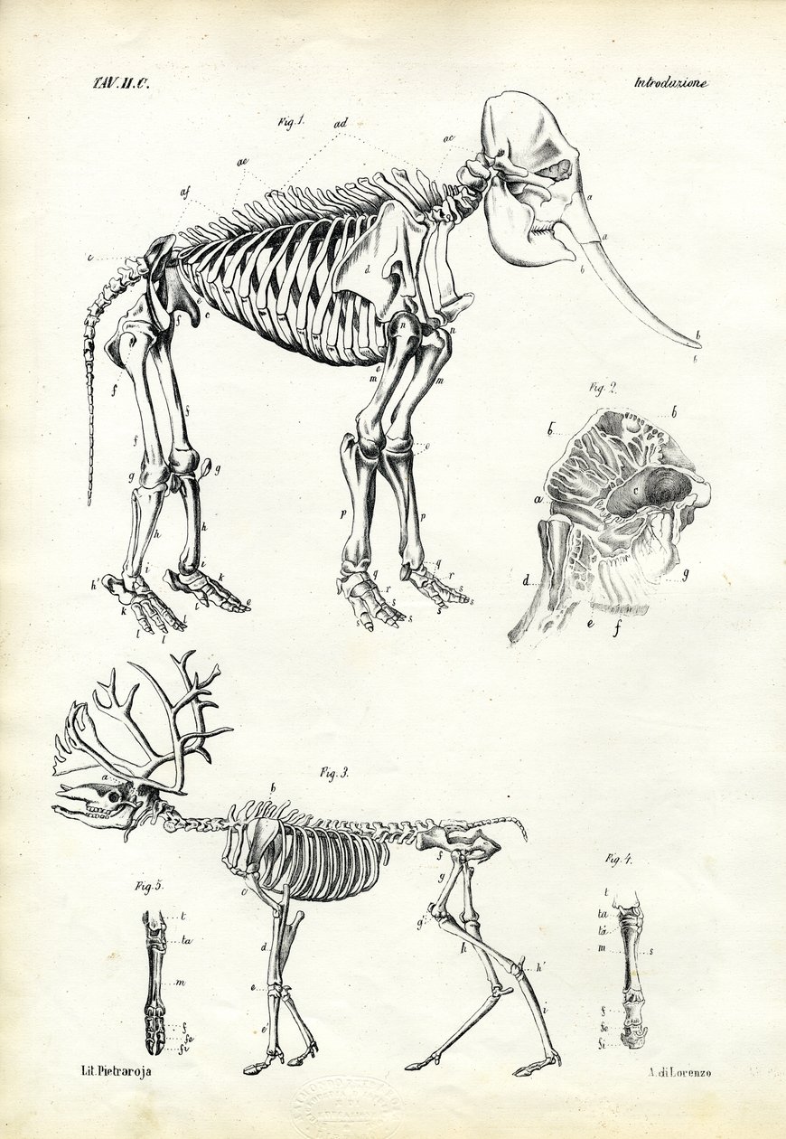 大象，1863-79 作者 雷蒙多·彼得罗亚