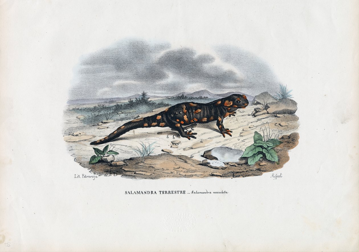 火蝾螈，1863-79 作者 雷蒙多·彼得罗亚