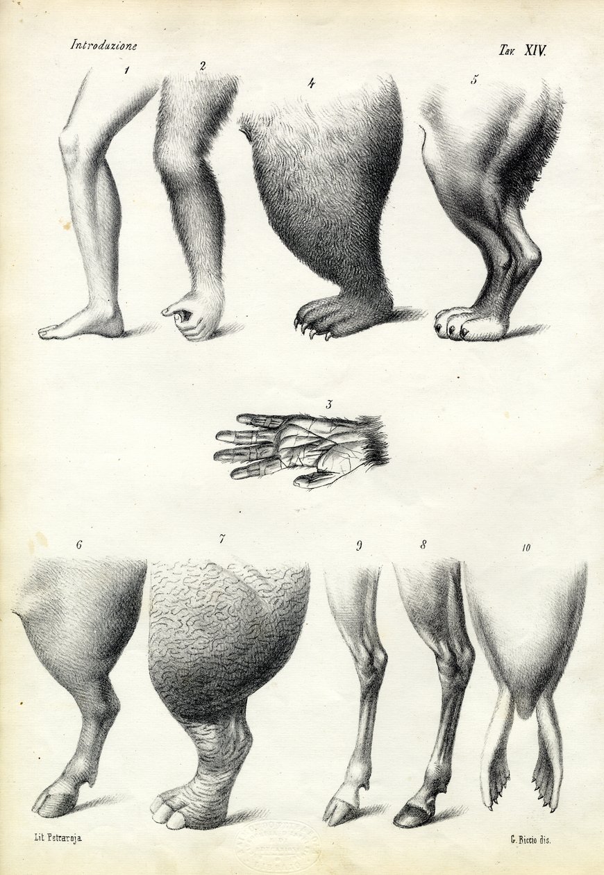腿，1863-79 作者 雷蒙多·彼得罗亚