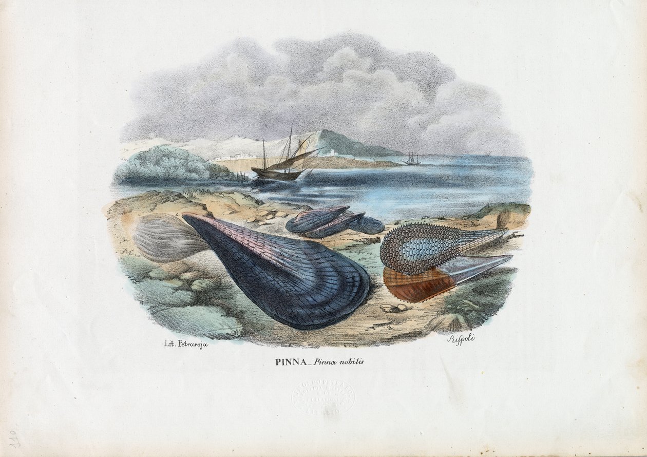 贻贝，1863-79 作者 雷蒙多·彼得罗亚