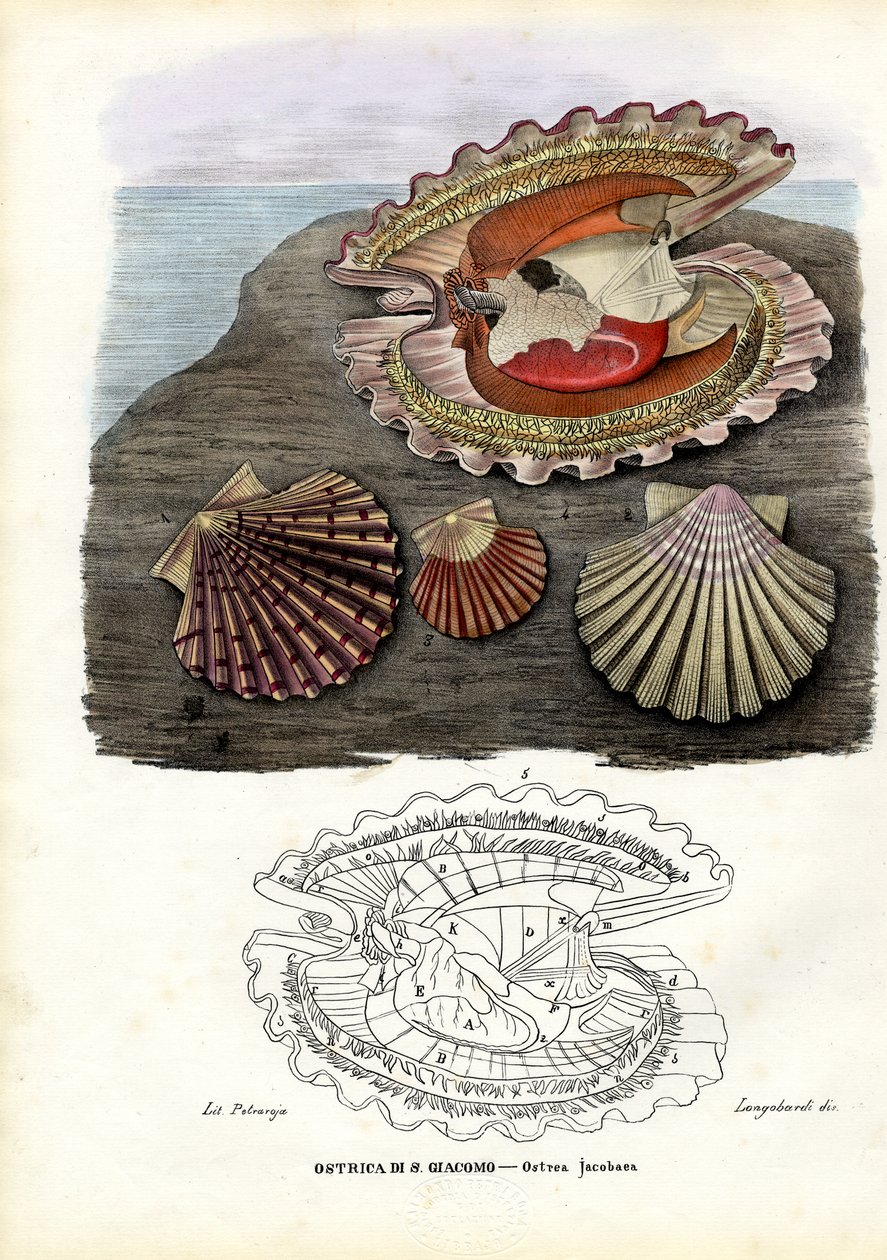 贻贝，1863-79 作者 雷蒙多·彼得罗亚