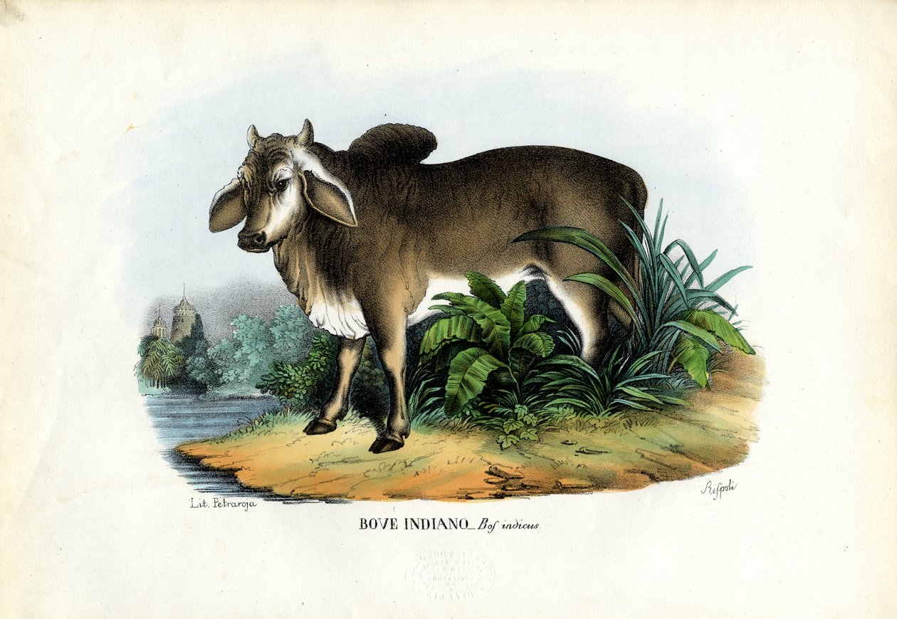 Zebu，1863-79 作者 雷蒙多·彼得罗亚