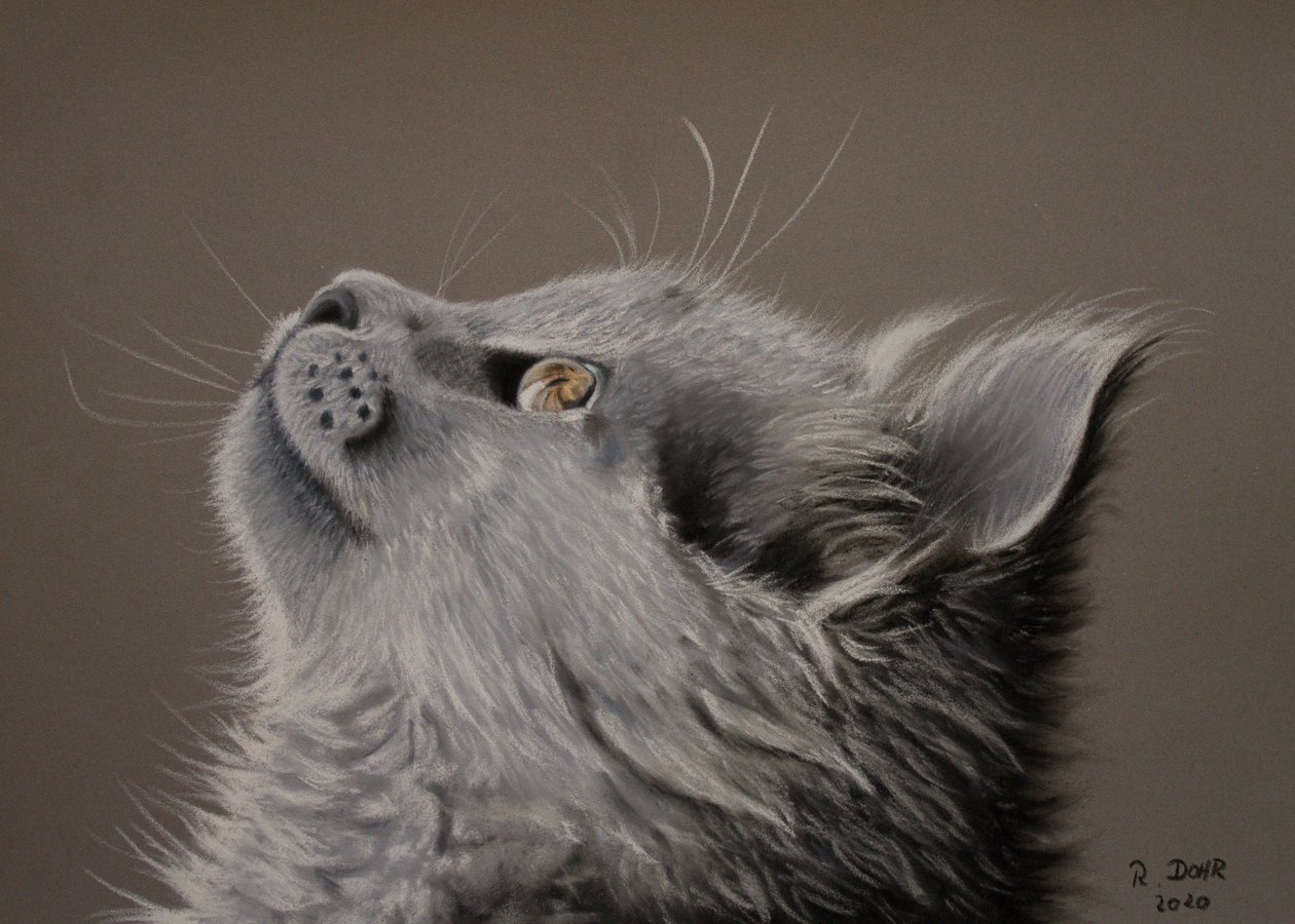 猫的时刻 作者 Renate Dohr