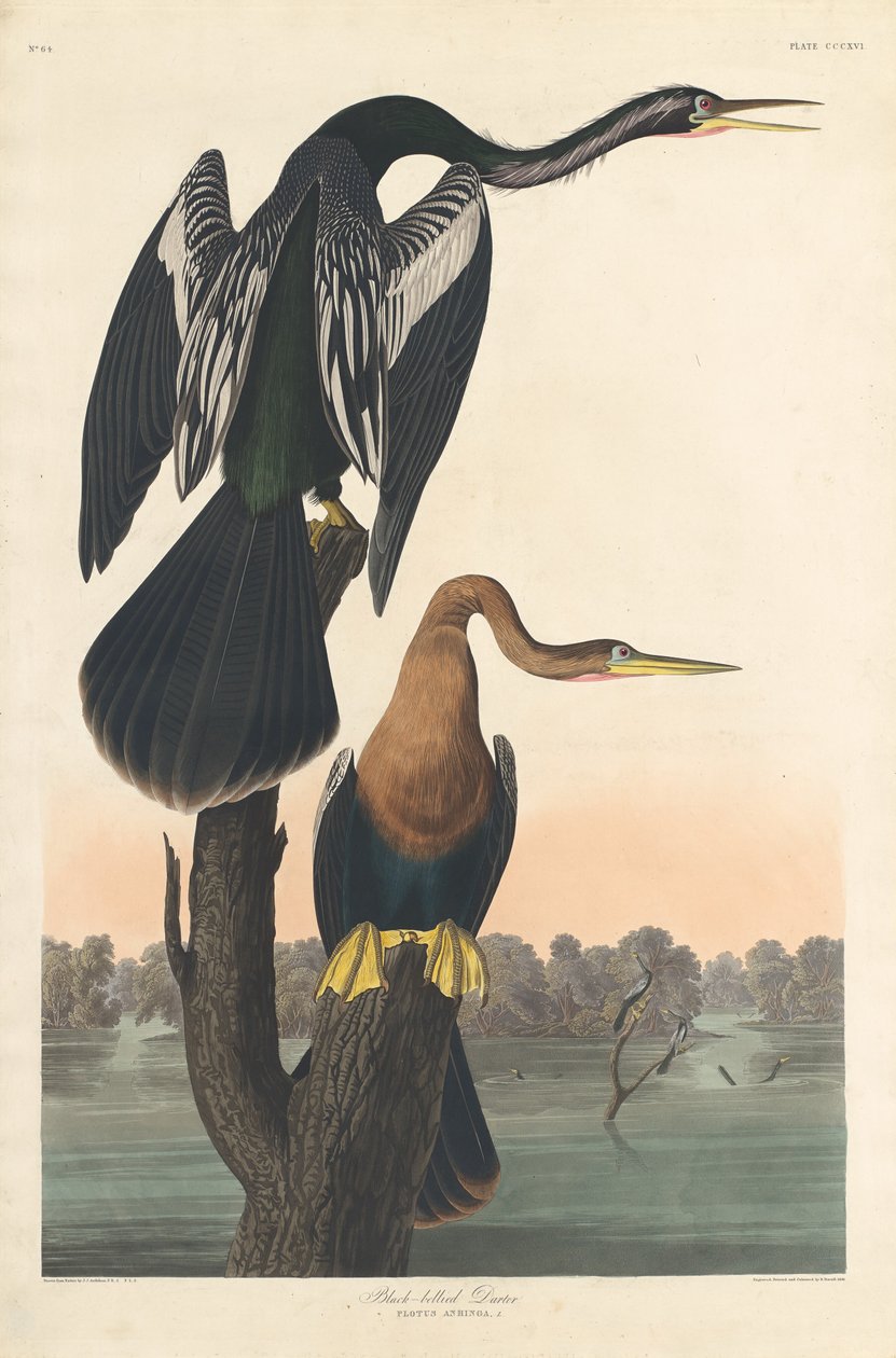 黑腹Darter，1836年。 作者 罗伯特·哈维尔