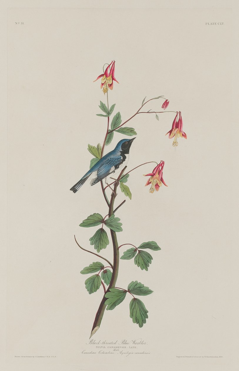 黑喉蓝莺，1832年。 作者 罗伯特·哈维尔