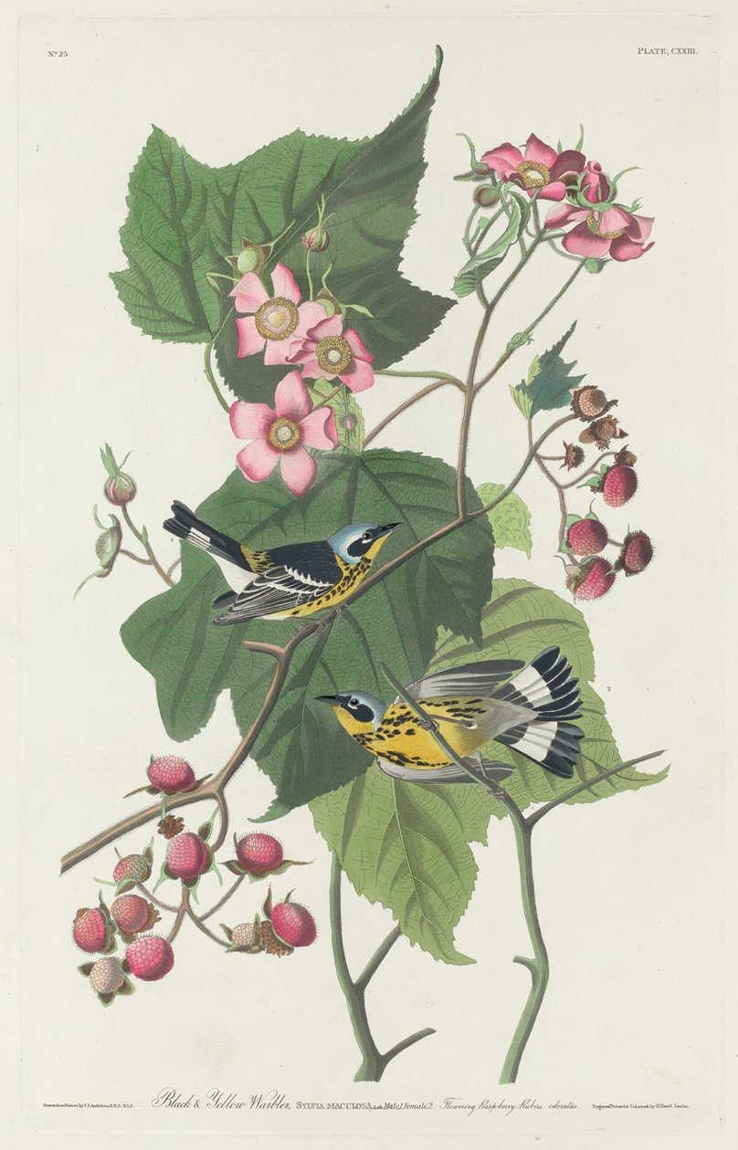 黑黄莺，1831年。 作者 罗伯特·哈维尔