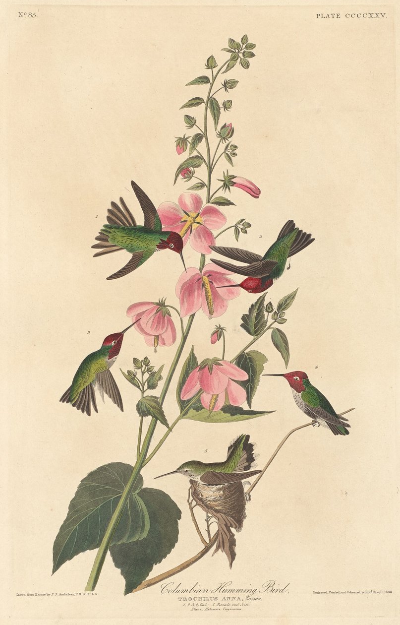 哥伦布蜂鸟，1838年。 作者 罗伯特·哈维尔