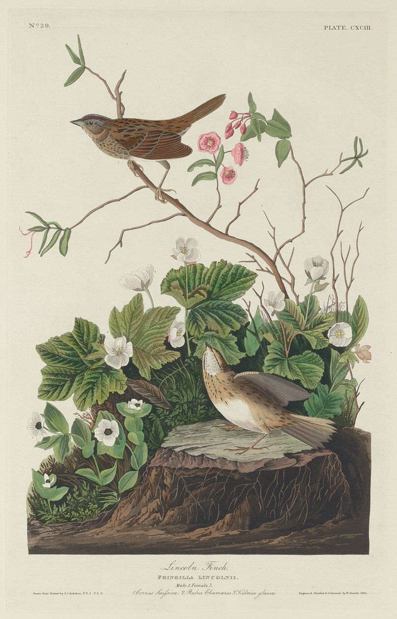 林肯-芬奇，1834年。 作者 罗伯特·哈维尔