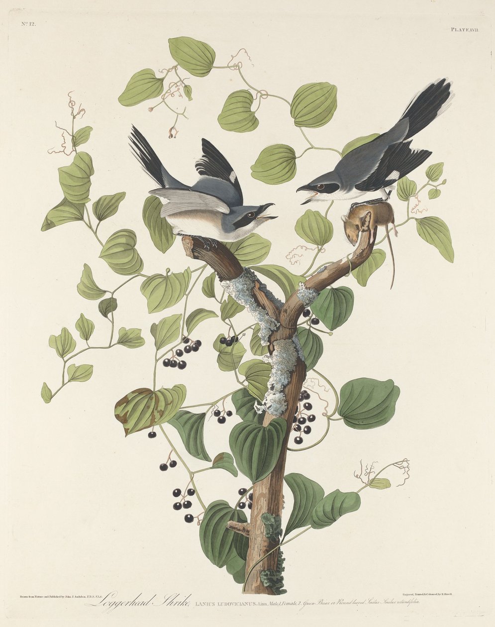 Loggerhead Shrike, 1829. 作者 罗伯特·哈维尔
