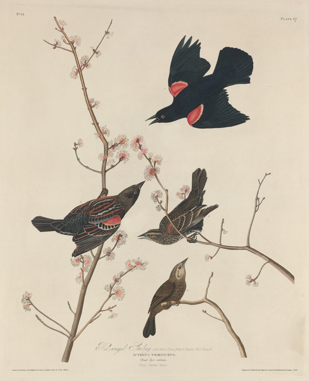 红翅椋鸟，1829年。 作者 罗伯特·哈维尔