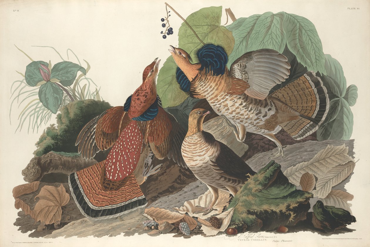 松鸡，1828年。 作者 罗伯特·哈维尔