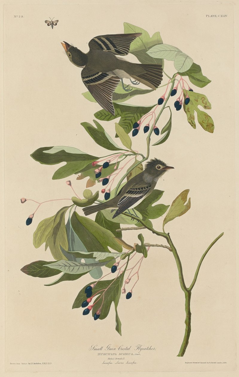 小绿冠飞鸟，1832年。 作者 罗伯特·哈维尔