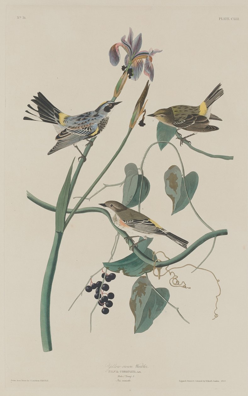 黄冠莺，1832年。 作者 罗伯特·哈维尔