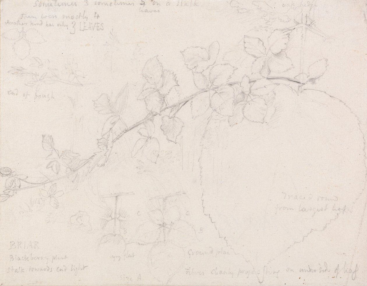 荆棘 作者 塞缪尔·帕尔默（Samuel Palmer）