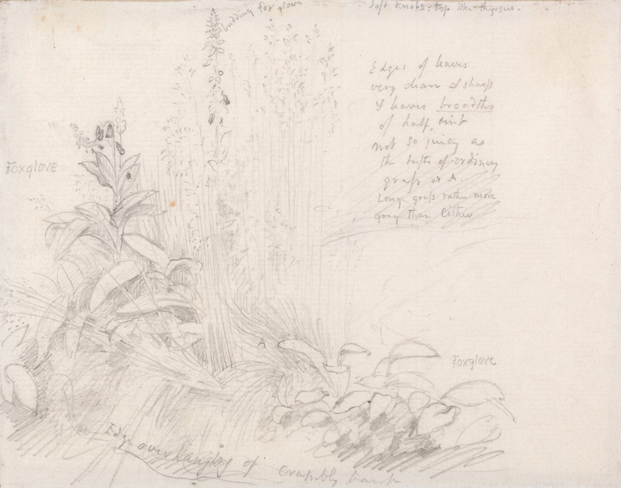 毛地黄 作者 塞缪尔·帕尔默（Samuel Palmer）