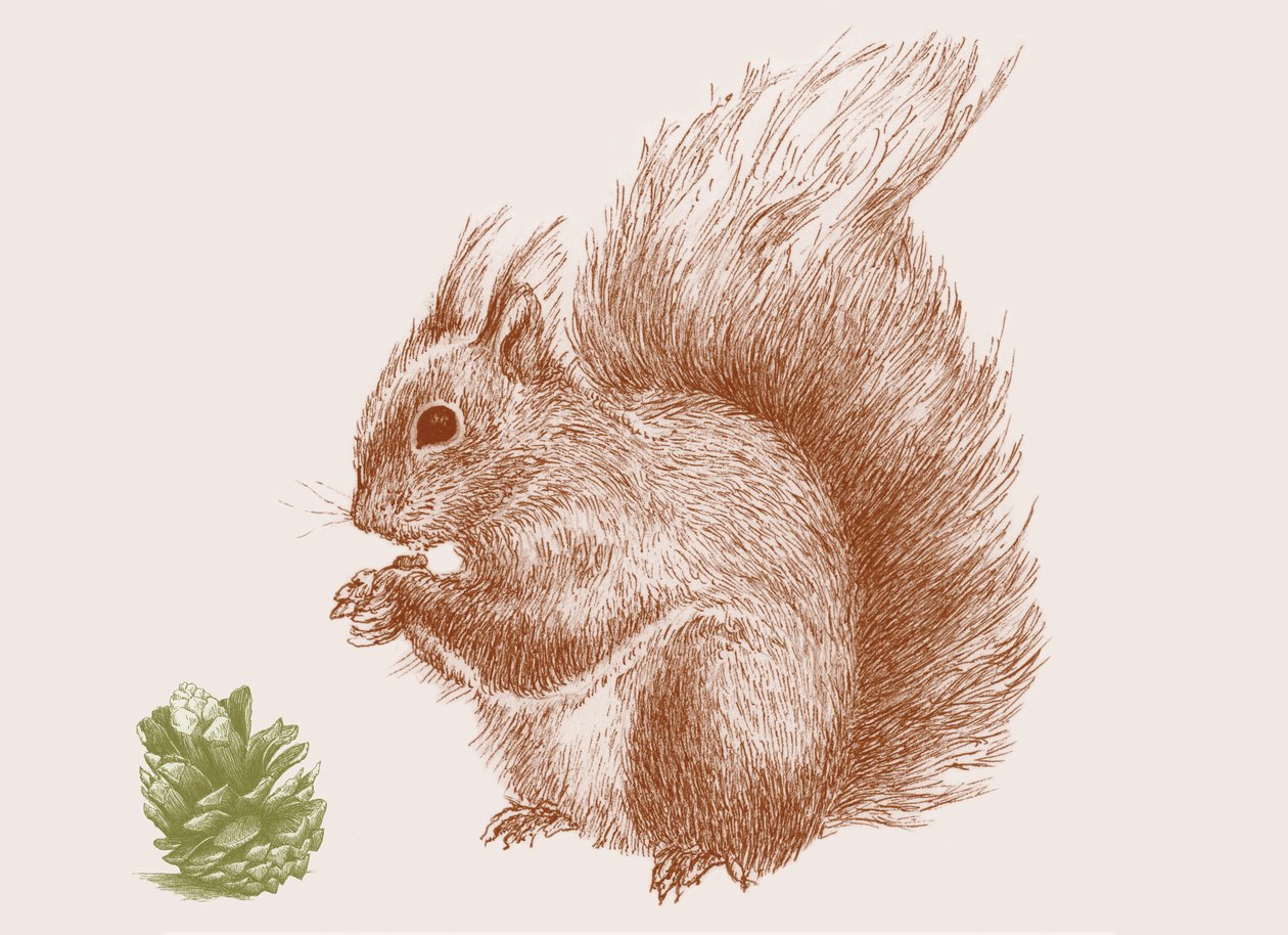 Squirrel, 2017 作者 莎拉·霍夫
