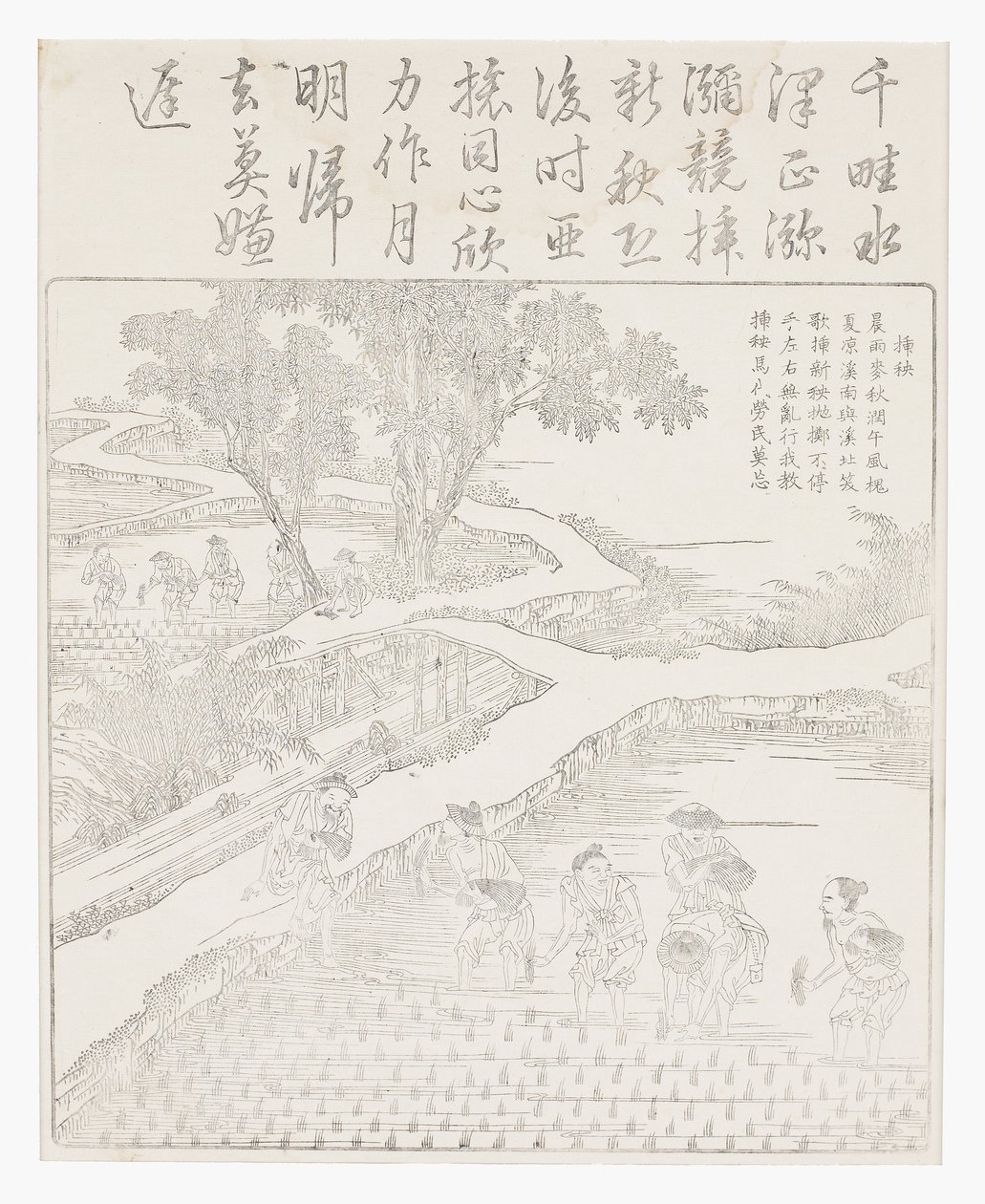 种植水稻 作者 学校中文