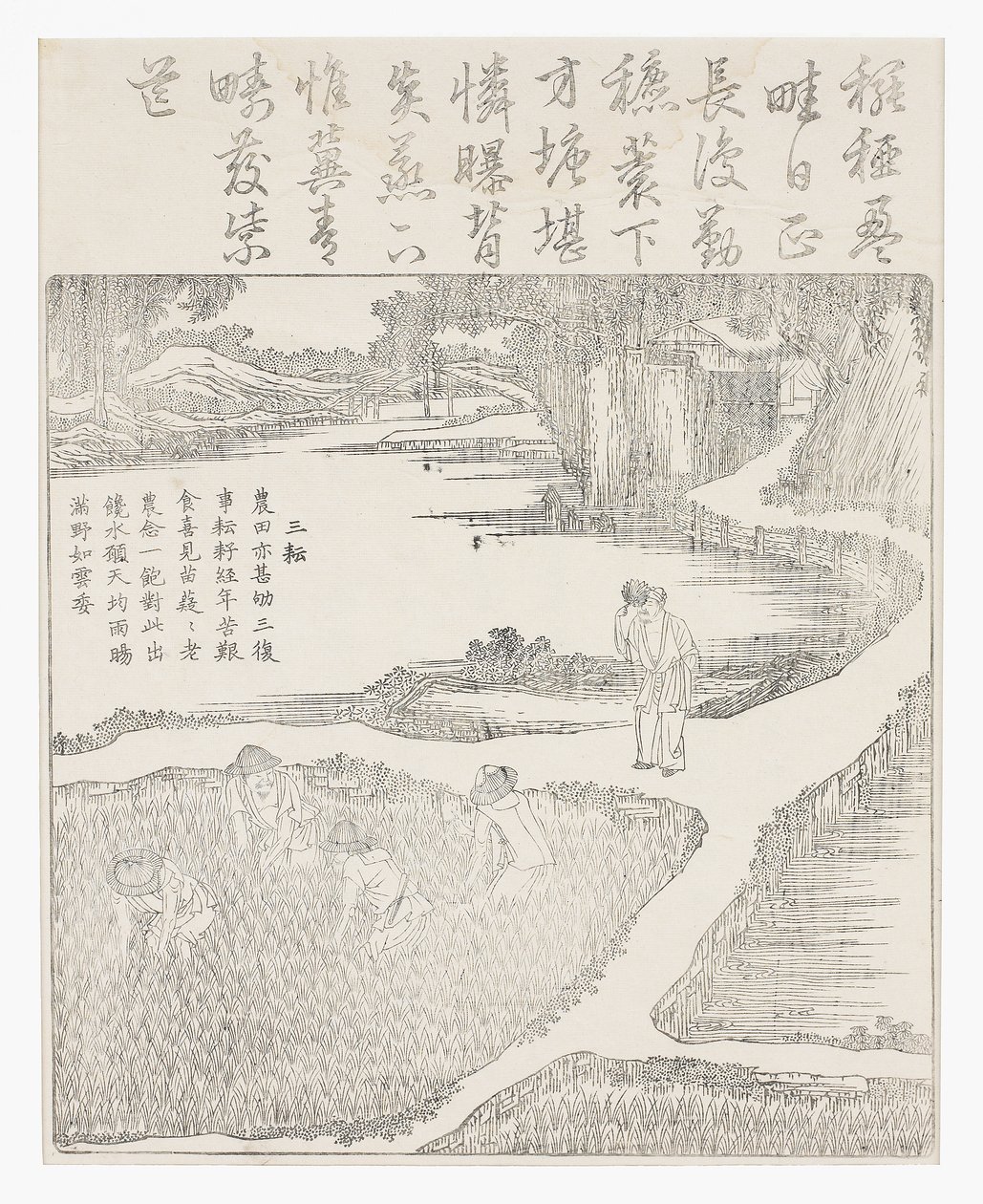 在稻田里工作 作者 学校中文