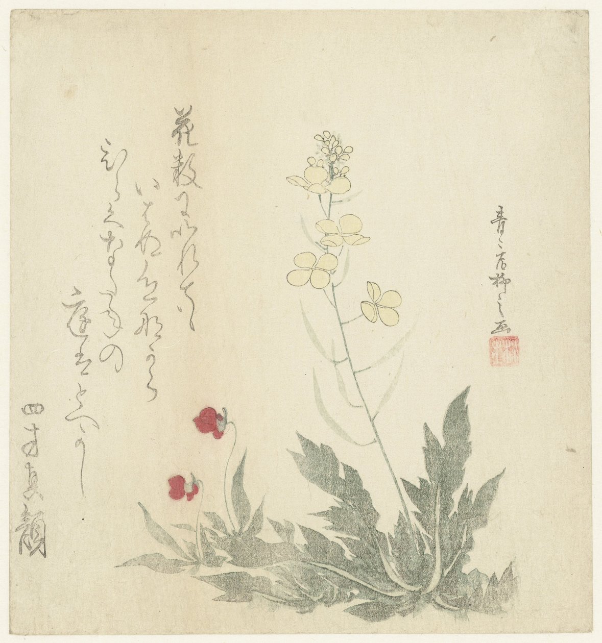 开花植物 作者 制作师流士