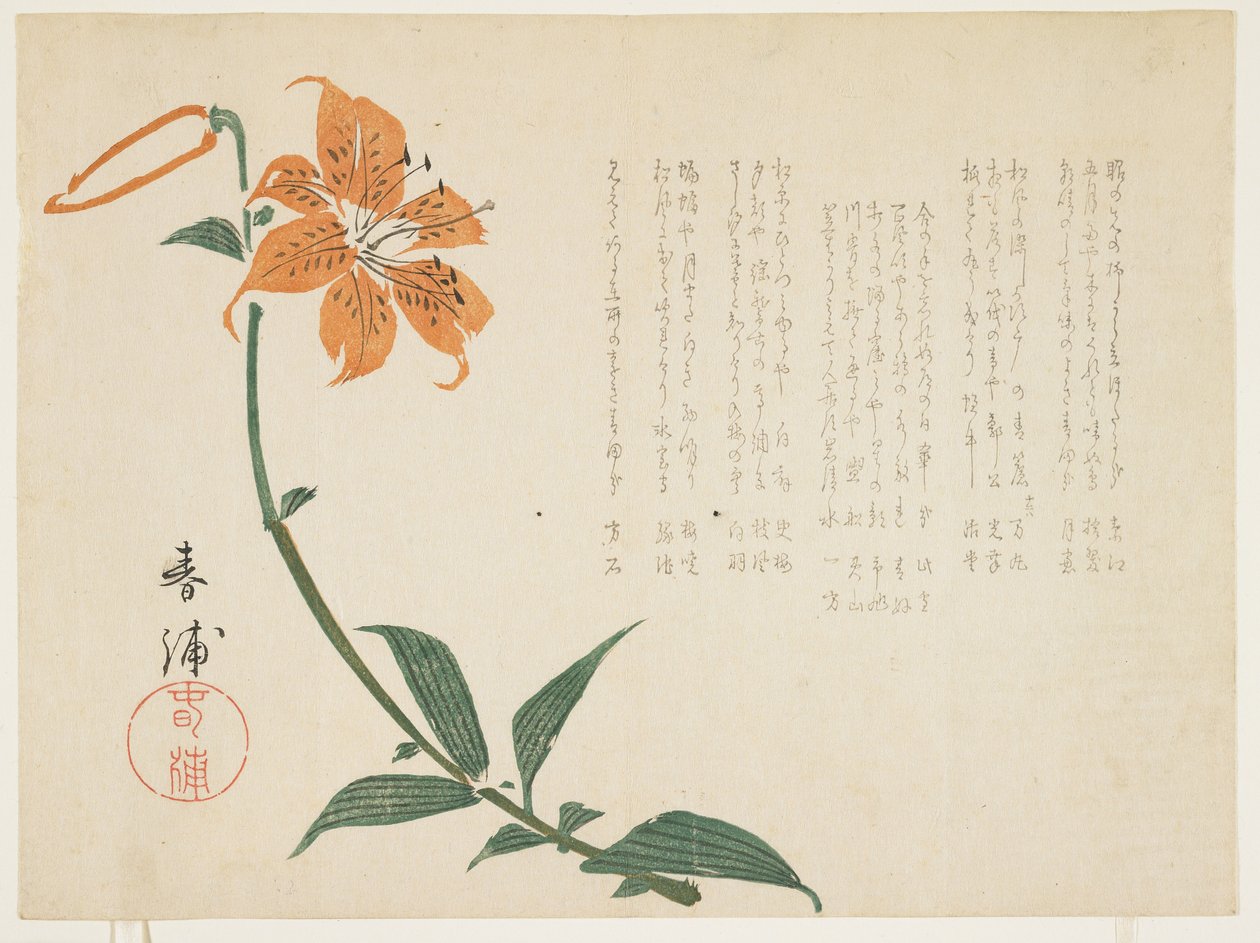 虎百合，c.1861-64（彩色木版画） 作者 顺浦