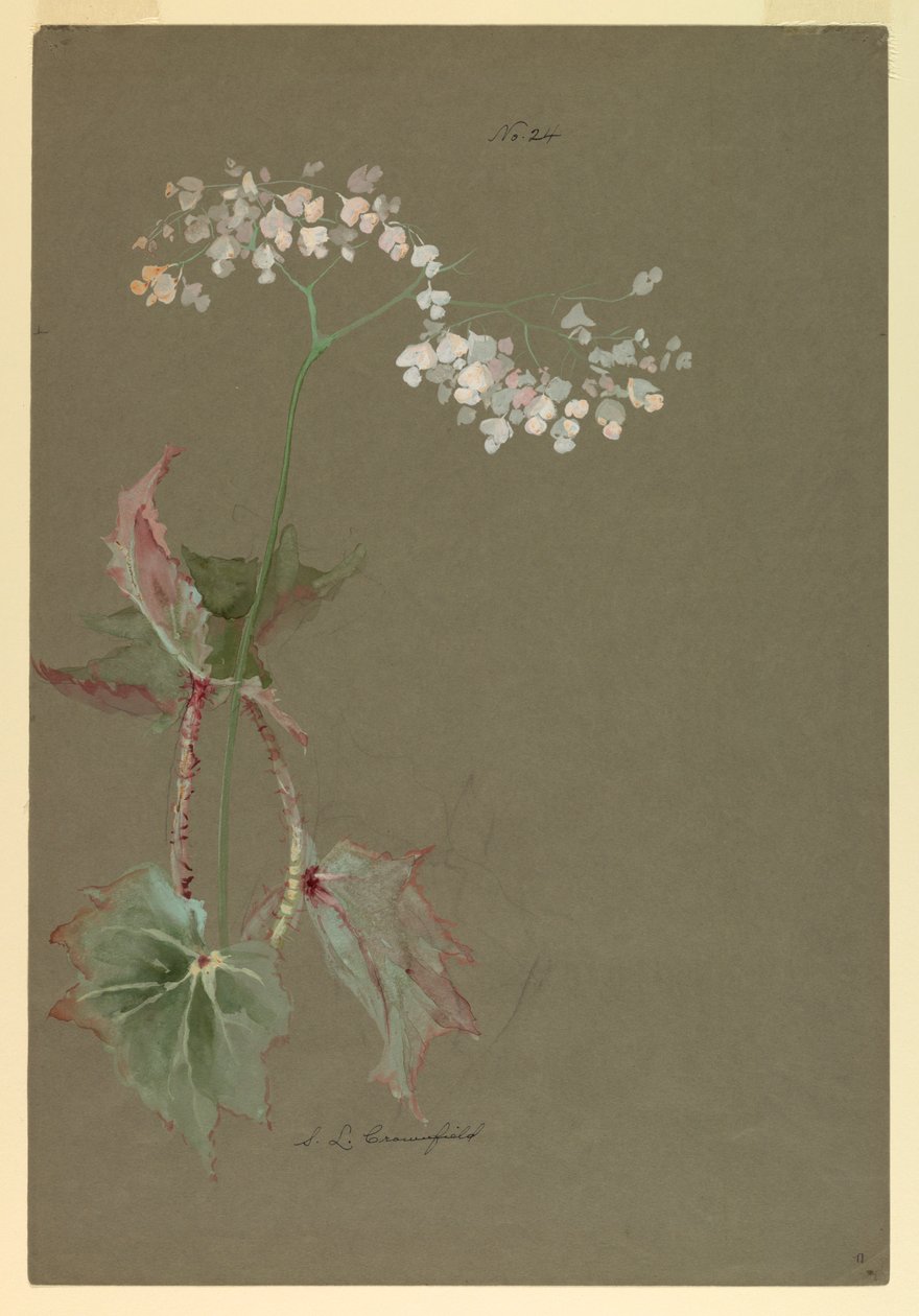 绘画，学习 作者 索菲亚·克朗菲尔德