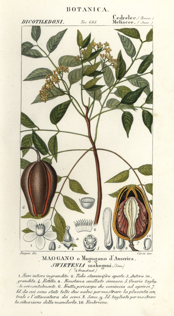 美国桃花心木，Swietenia mahagoni 作者 stanghi stanghi