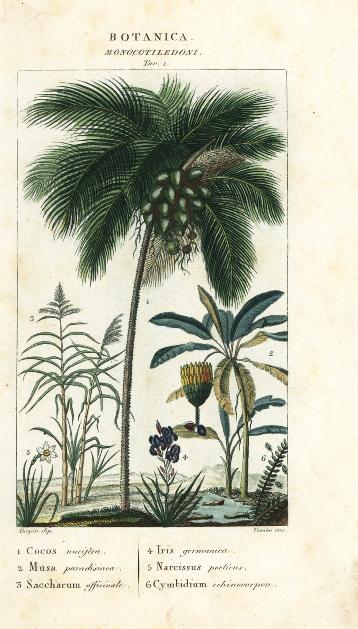 椰子、香蕉、甘蔗等 作者 stanghi stanghi