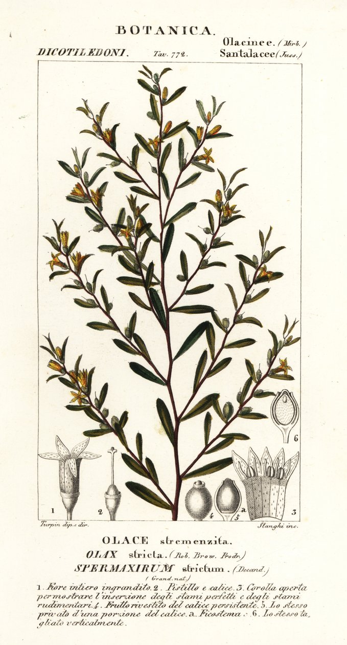 严花栎 作者 stanghi stanghi