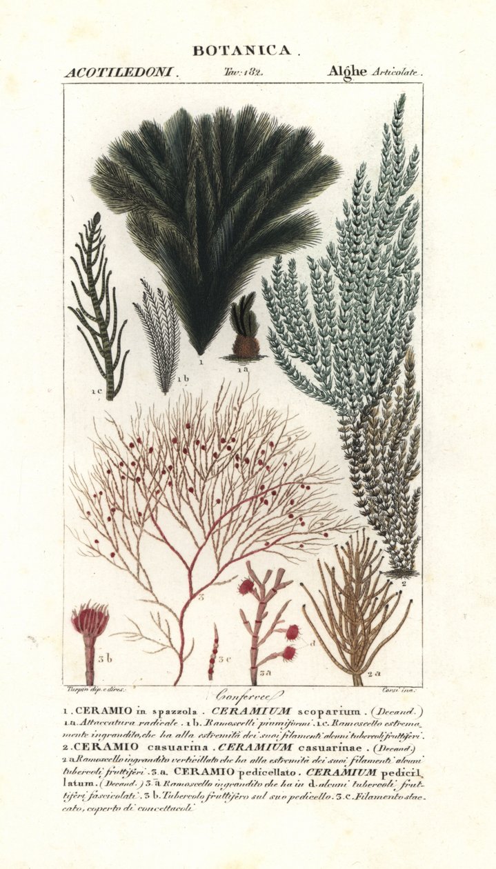 红藻海藻种类 作者 stanghi stanghi