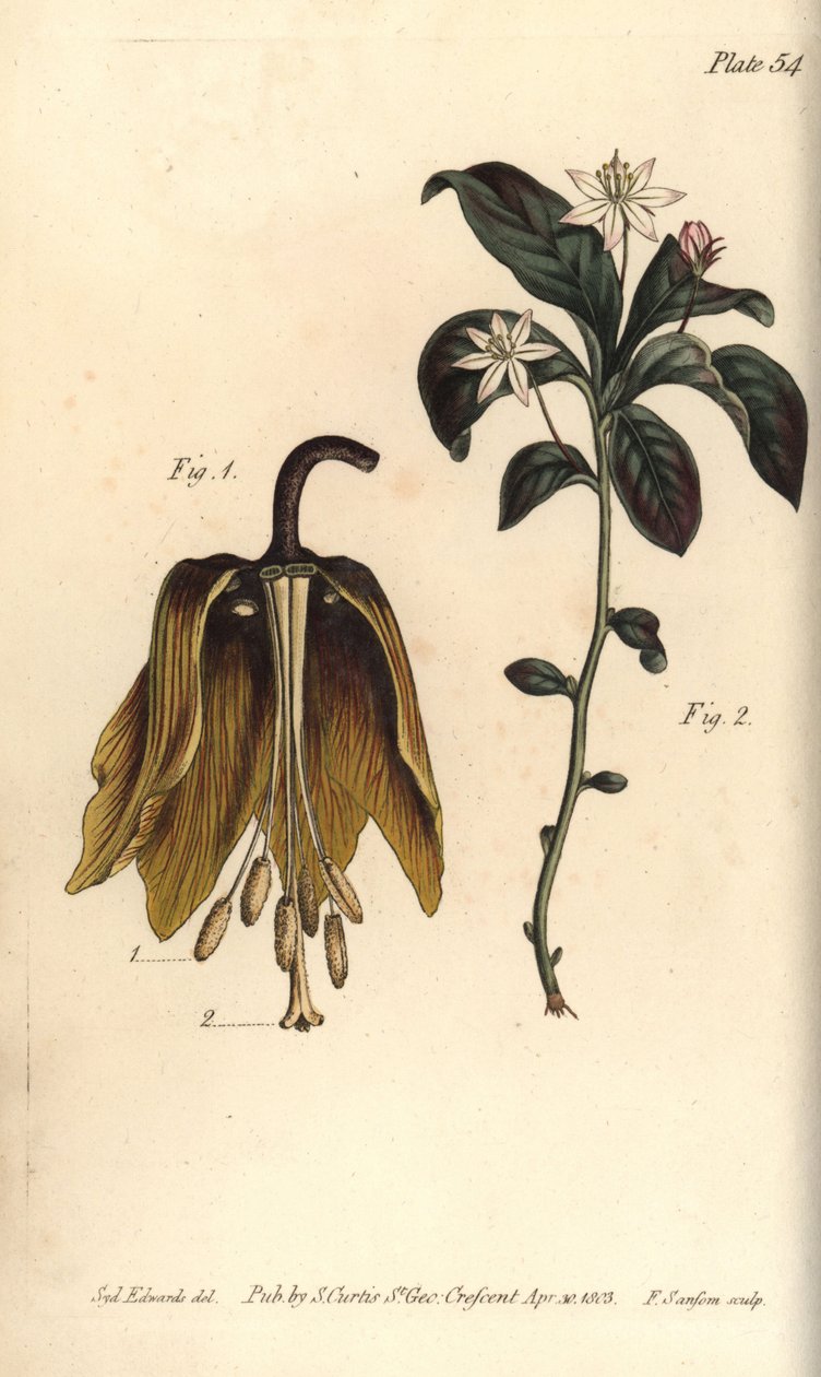 冠冕堂皇的花，Fritillaria imperialis, Haustrria 作者 西德纳姆·泰斯特·爱德华兹
