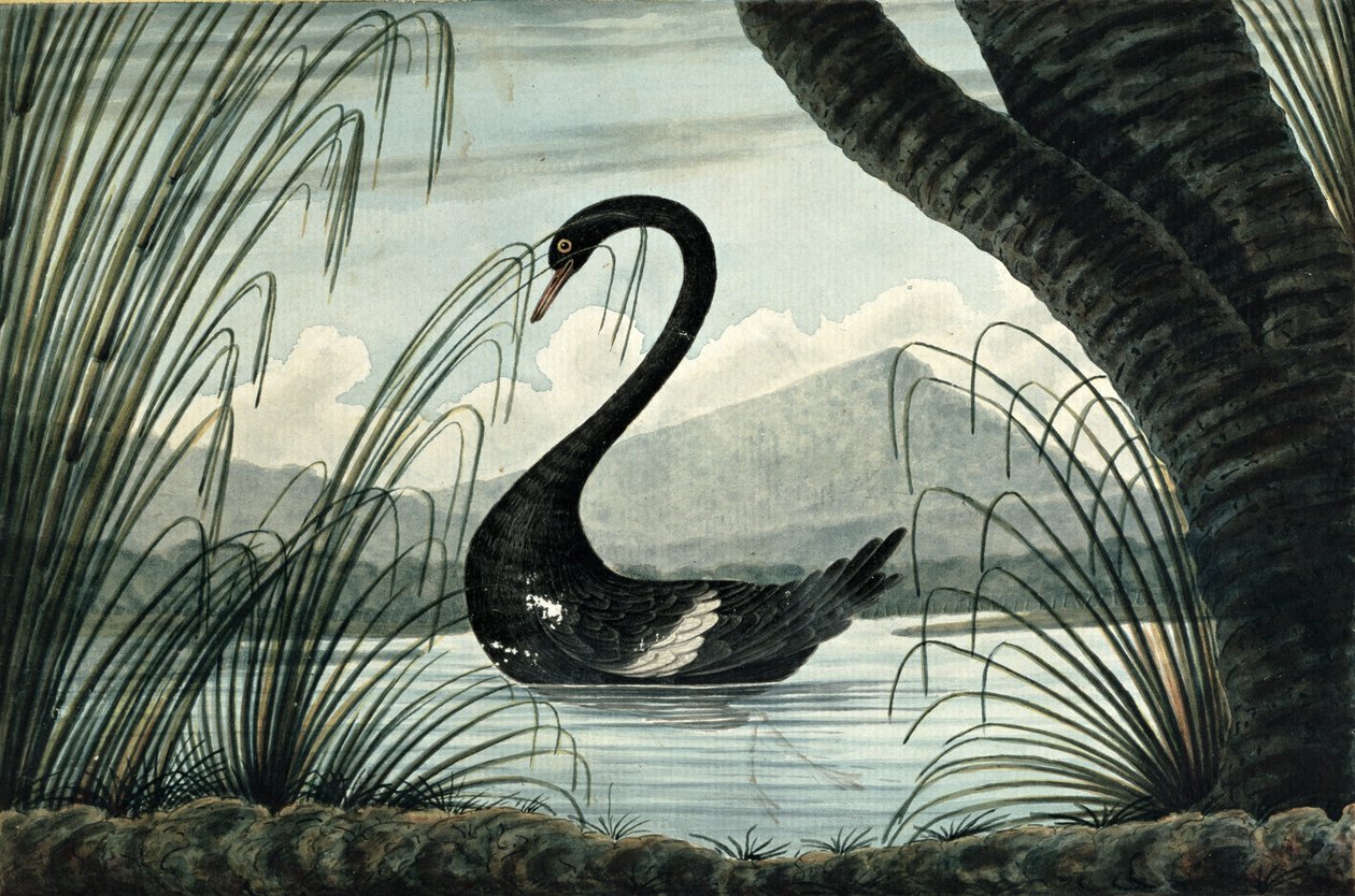 黑天鹅，1813年 作者 TR布朗
