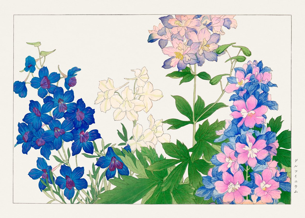 来自 "Seiyou Sokazufu" 的飞燕草花朵 作者 谷上港南